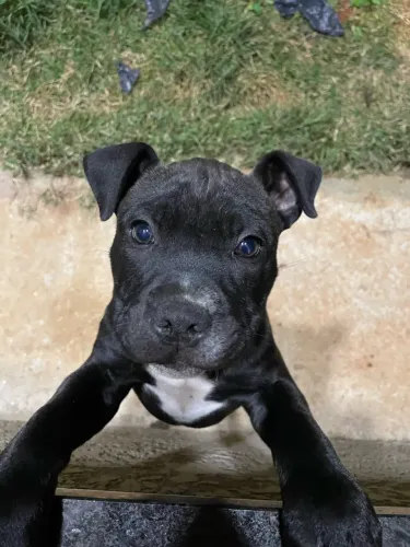 Pitbull APBT