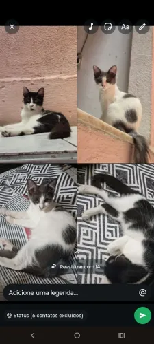 Duas gatinhas 
