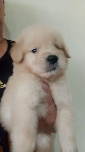 Filhote Golden Retriever, Venha buscar seu novo companheiro fiel!