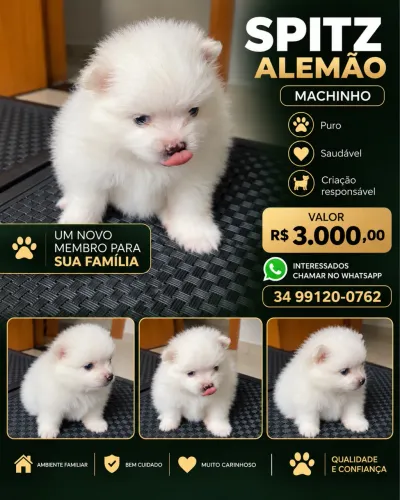 Sptiz alemão ( Filhotes )
