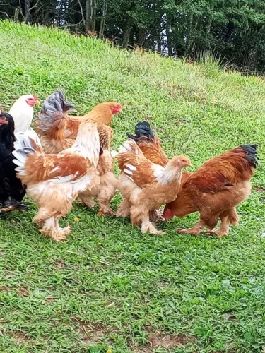 Esterco de galinha curtido