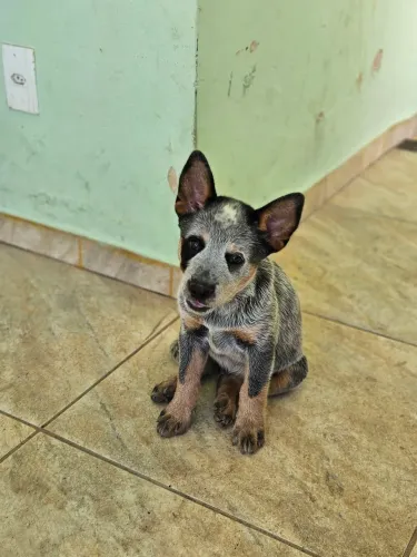 Bluee Heeler / Red Heeler / Boiadeiro Australiano 