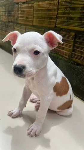 PITBULL DOAÇÃO