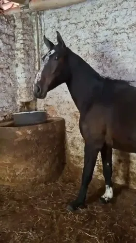 Potra mangalarga prenha de jumento machador