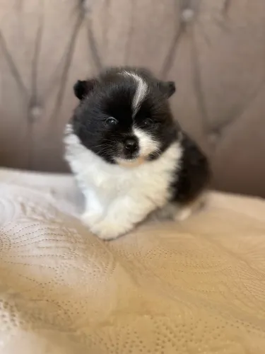 Lulu da pomerania macho