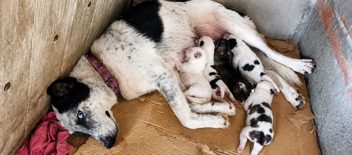 ? Filhotes de Husky Siberiano  ?