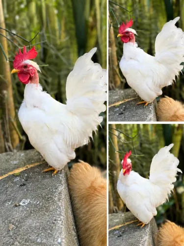 Frango Macho Garnize