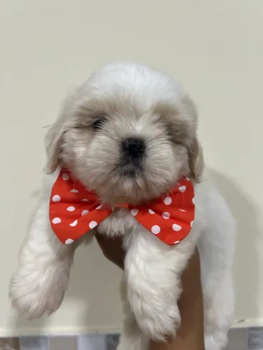 Shih tzu