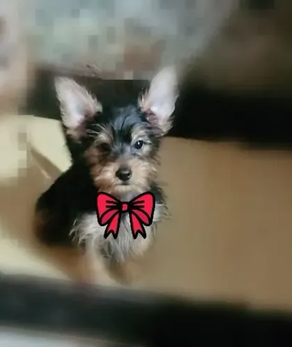 Machinho de York com 5 meses.