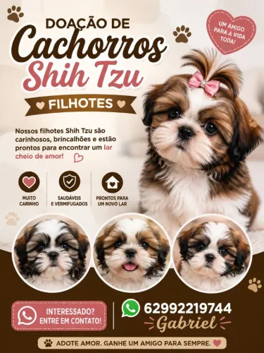 Doações de shih tzu