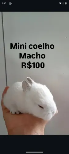 Mini coelhos filhotes