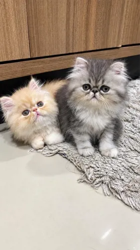 GATO PERSA FILHOTE PURO, prontos para um novo lar!