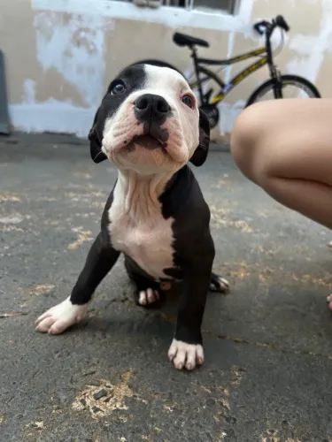 Filhotes American bully standard