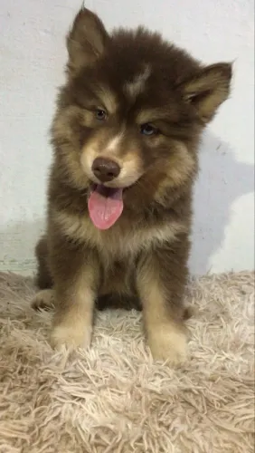Husky siberiano 