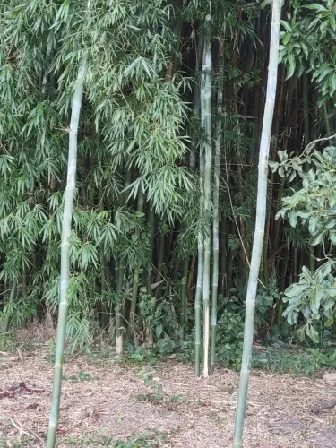 Doação de bambú 