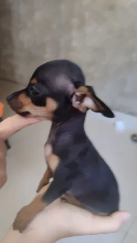 Pinscher 0
