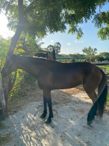 Égua mangalarga mestiça