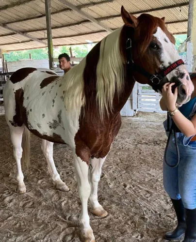 CAVALO PAINT HORSE 