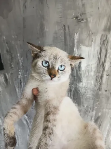 Gatinha 3 meses pra adoção