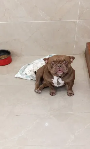 Exotic Bully Micro Fêmea