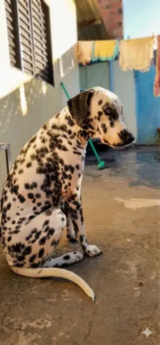 Procura-se Namorado: Dálmata Macho para Cruza!