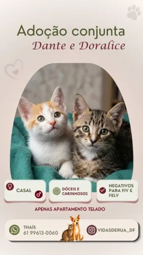 Lindos gatinhos para adoção