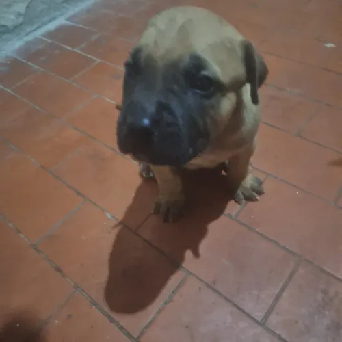 Filhotes pitbull