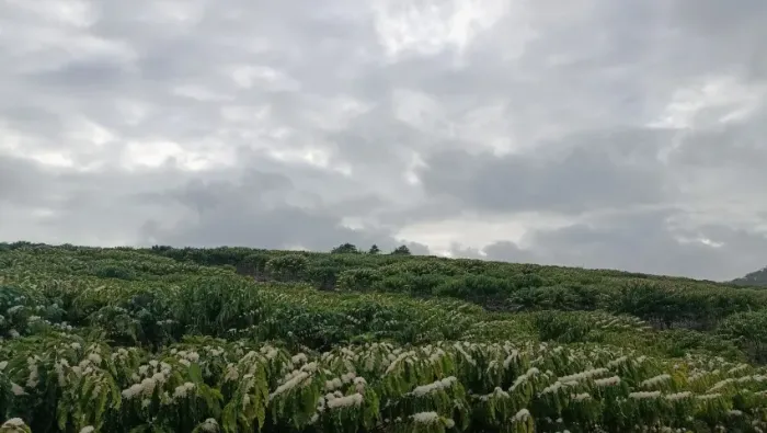 Terra com casa a venda