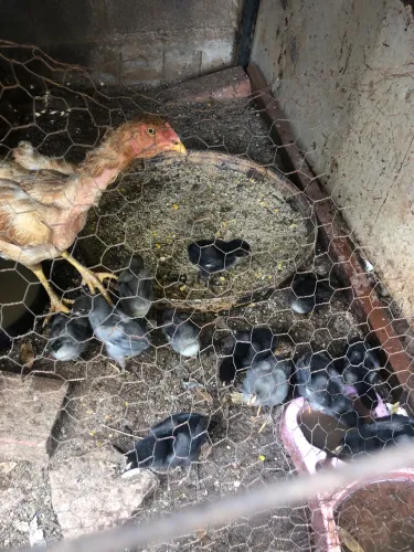 Pintinhos caipira com uma semana