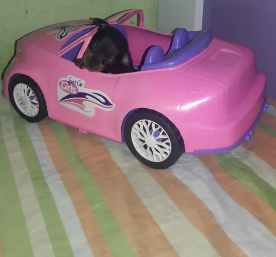 Pinscher zero 