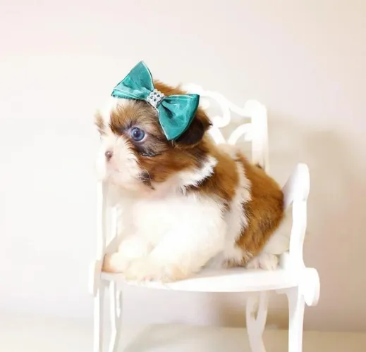 SHIHTZU micro