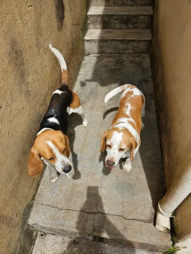 Doação de beagle para quem tem chácara ou sítio