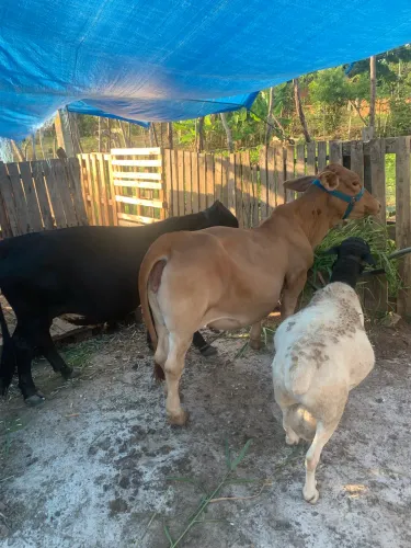 Agro e indústria 