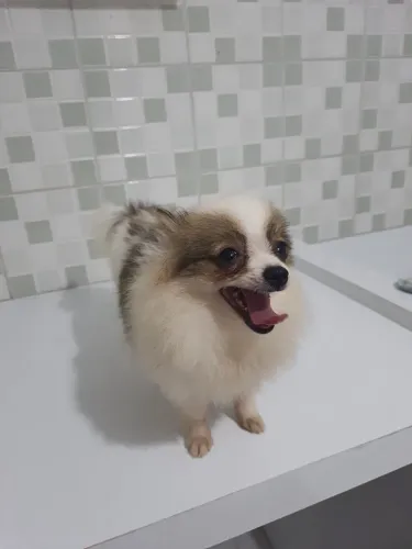 Spitz alemão