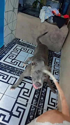 Cadela pitmonster cinza ano e 2 meses, próxima do cio
