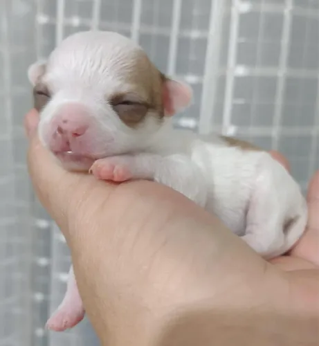 chihuahua pelo curto 