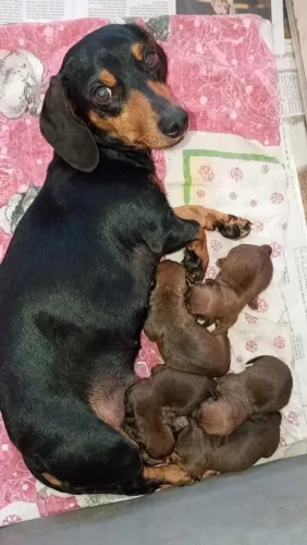 Filhotes de Dachshund