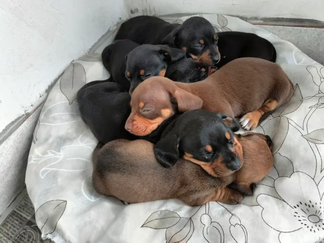 Cachorro