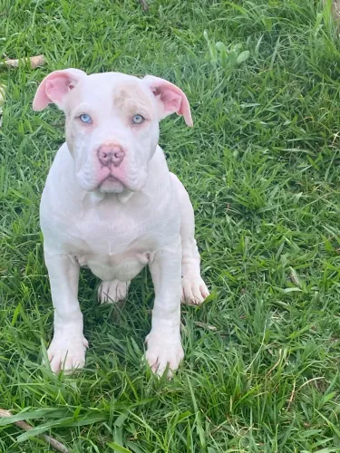 PIT MONSTER