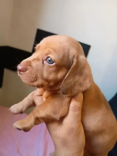 Vendo Basset dachshund arlequim