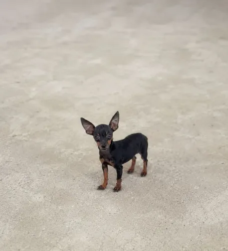 Pinscher Fêmea 11 meses Padrão 00