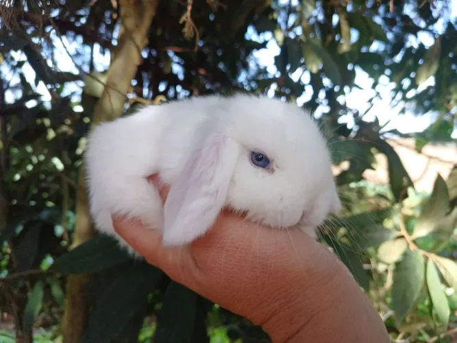 Coelho Mini lop