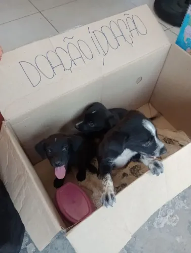Filhotes para doação RSD