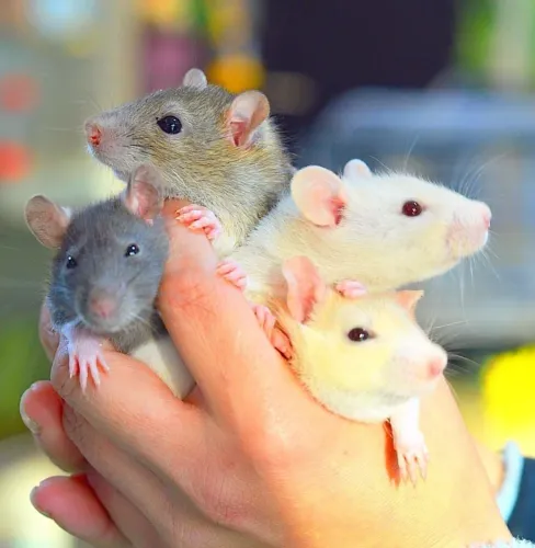 Twister filhotes machos e fêmeas porquinho hamster calopsi coelho com veterinário