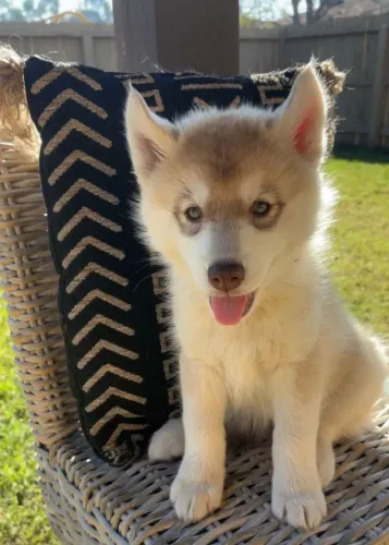Filhotes de Husky Siberiano | Surpreendentemente fofos!