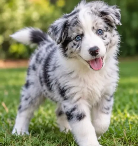 Border collie filhotes fofinhos