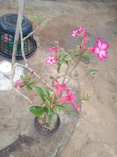 Plantas 