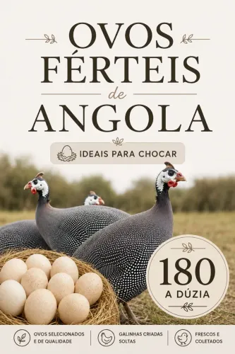 Ovos férteis galinha Angola  