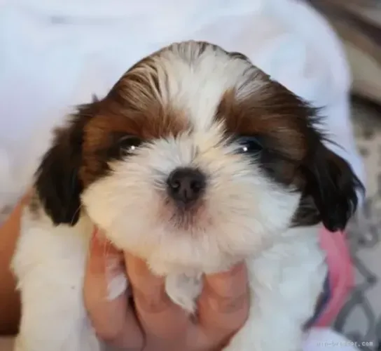 Cachorro filhote shih tzu/shitzu com excelente estrutura e saúde