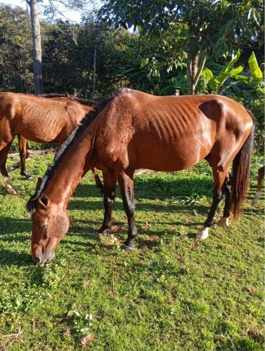 Vendo éguas e cavalos 